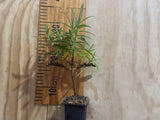 Hebe Snowcap