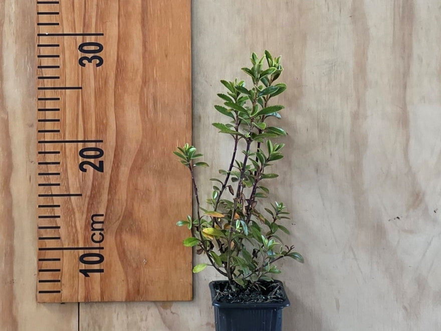 5x Hebe Spring Monarch - $5.99 each