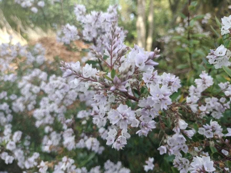 25x Hebe Spring Monarch - $4.99 each