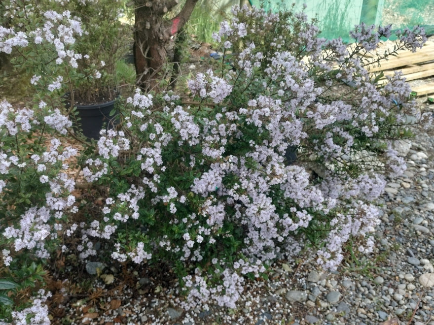 5x Hebe Spring Monarch - $5.99 each