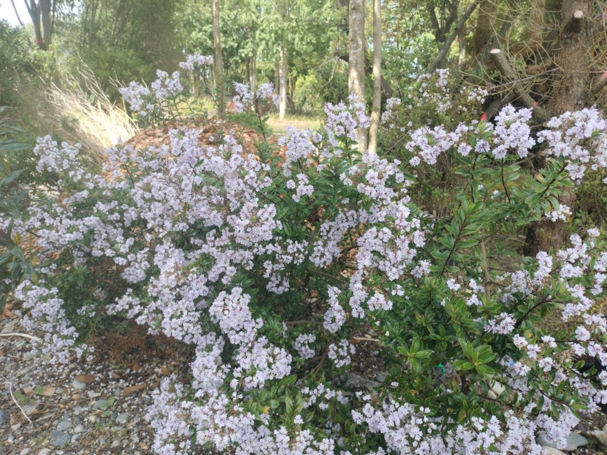 100x Super Flowering Combo - $2.99 each