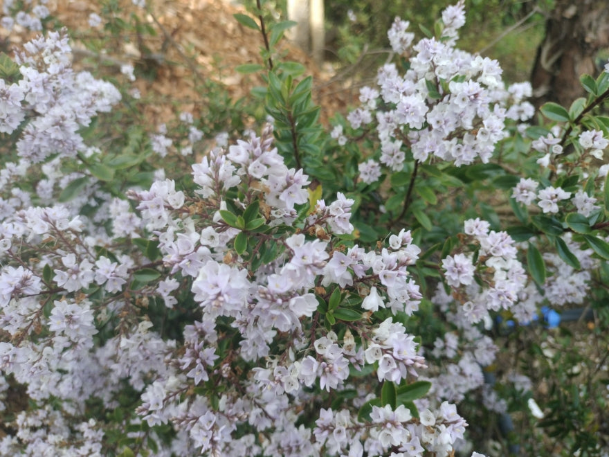 25x Hebe Spring Monarch - $4.99 each