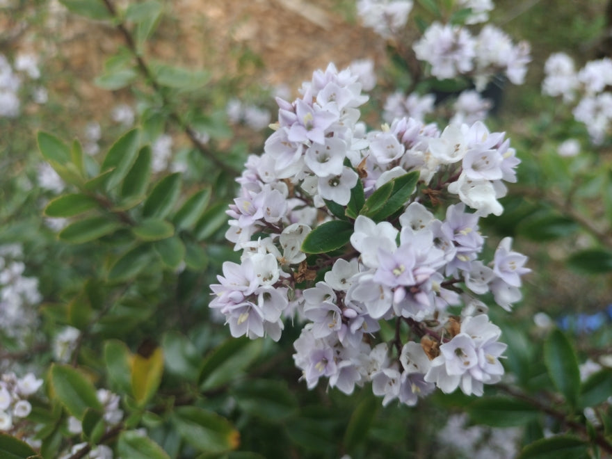 25x Hardy Hebe Combo - $4.99 each