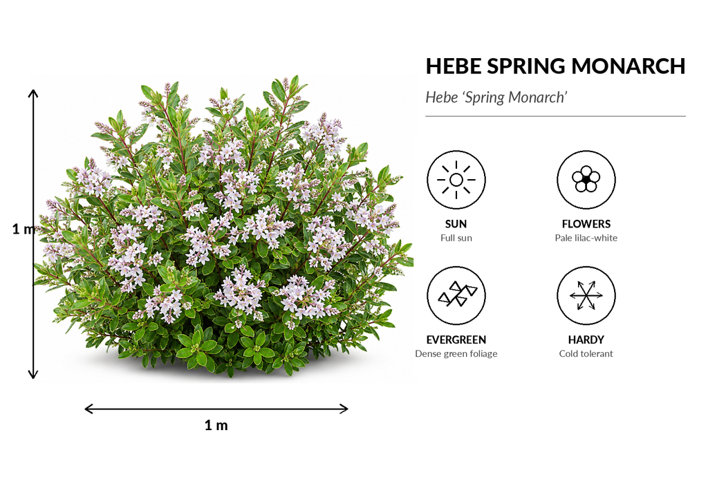 50x Hardy Hebe Combo - $3.99 each