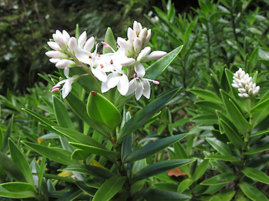 100x Hebe Wiri Splash - $1.99 each