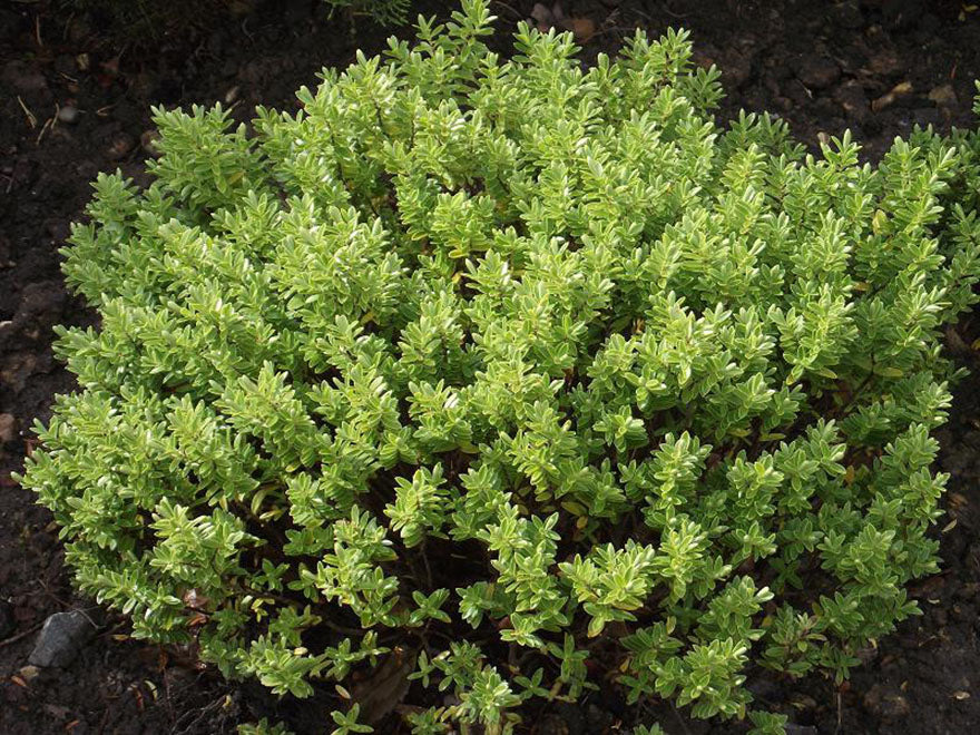 25x Hebe Subalpina - $2.99 each