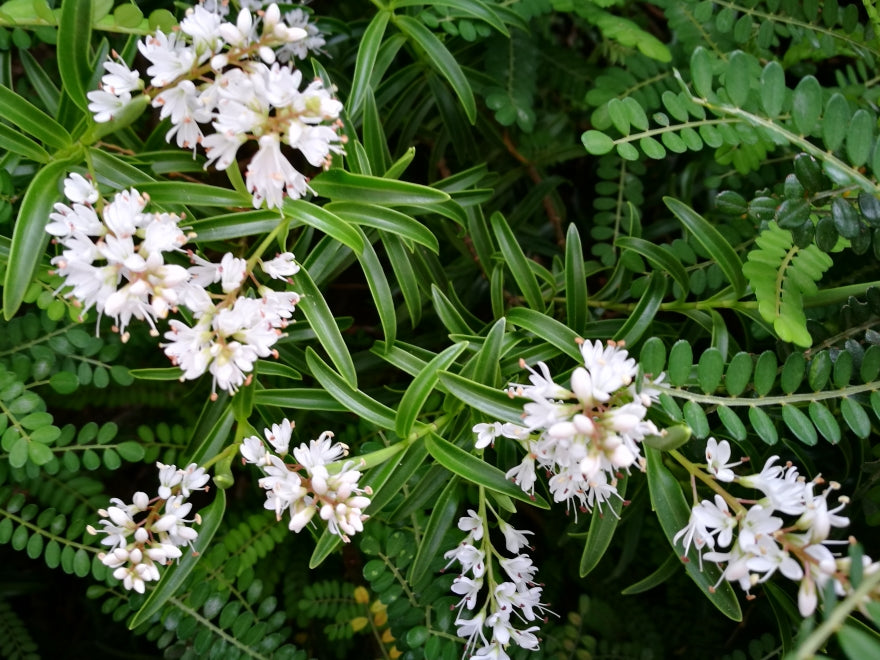 Hebe Subalpina