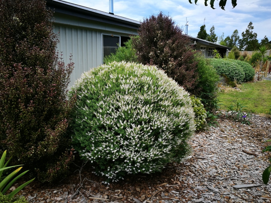 5x Hebe Subalpina - $1.99 each