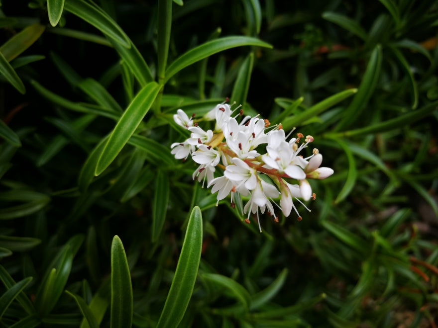 25x Hebe Subalpina - $1.99 each