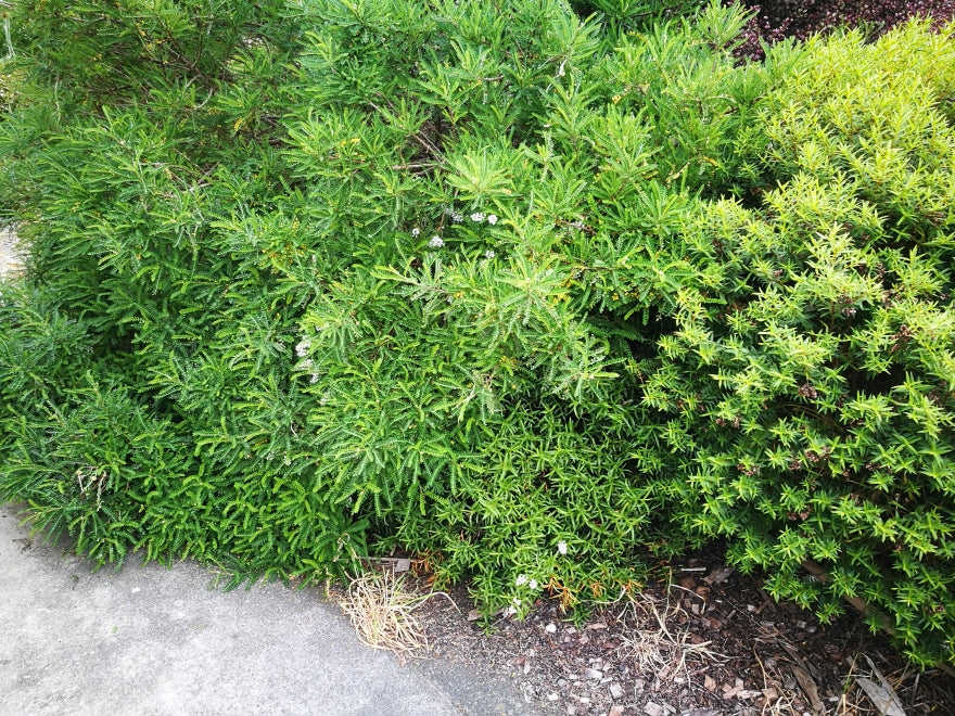 5x Hebe Subalpina - $1.99 each