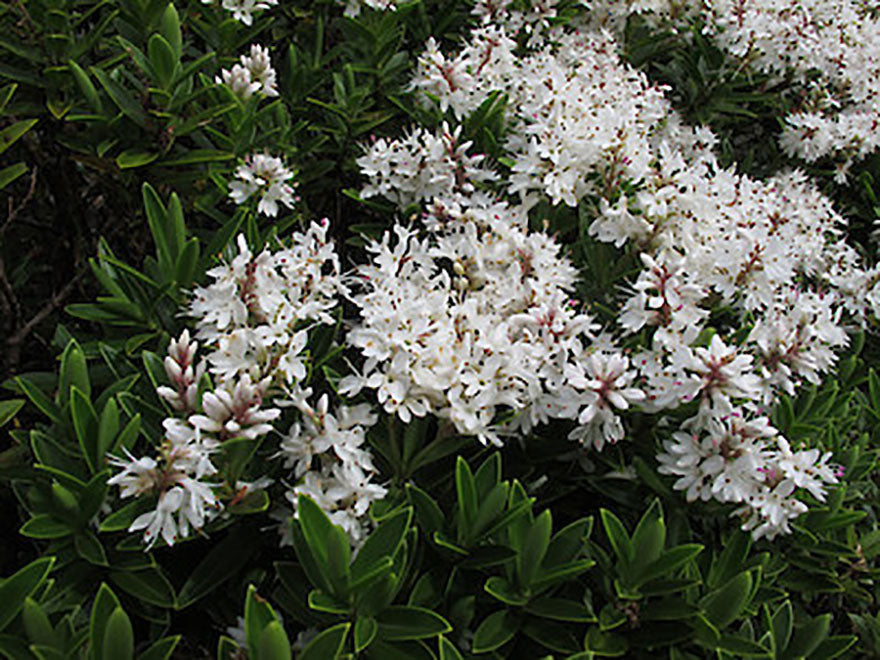 25x Hebe Subalpina - $2.99 each