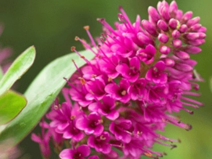 5x Hebe Sunset Boulevard- $5.99 each