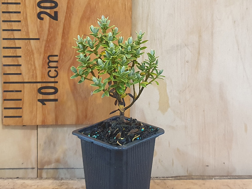 120x Super Flowering Combo - $2.99 each
