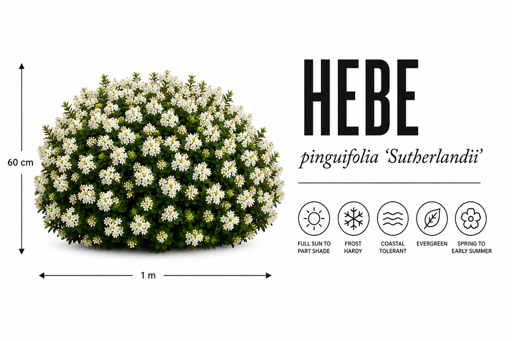 25x Clearance Hebe Combo - $2.99 each