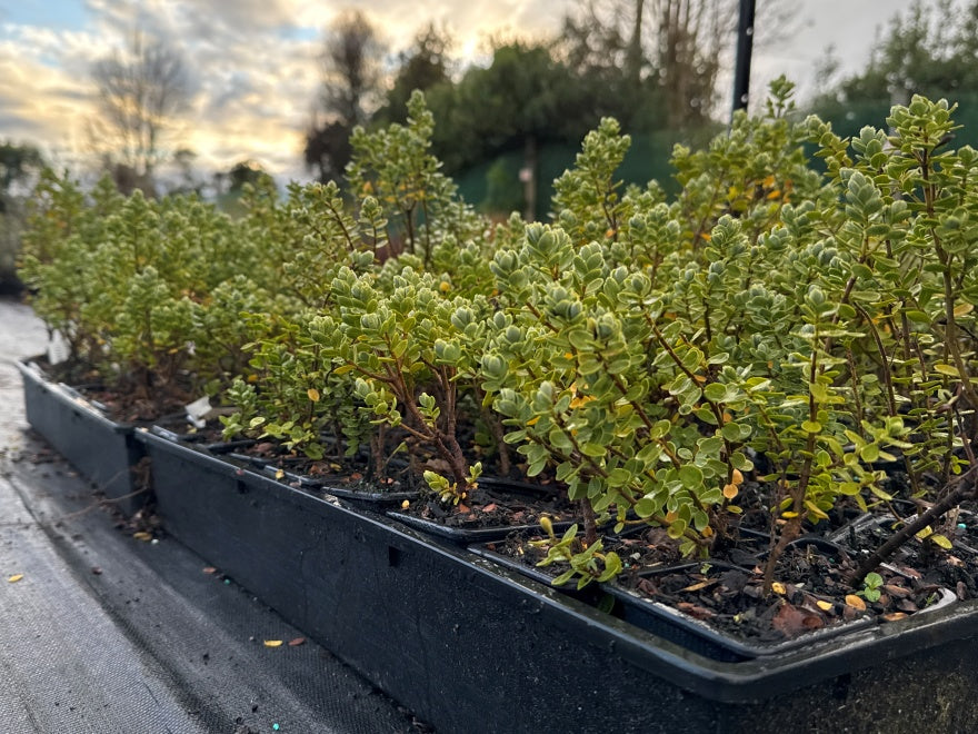 10x Hebe Topiaria - $1.99 each