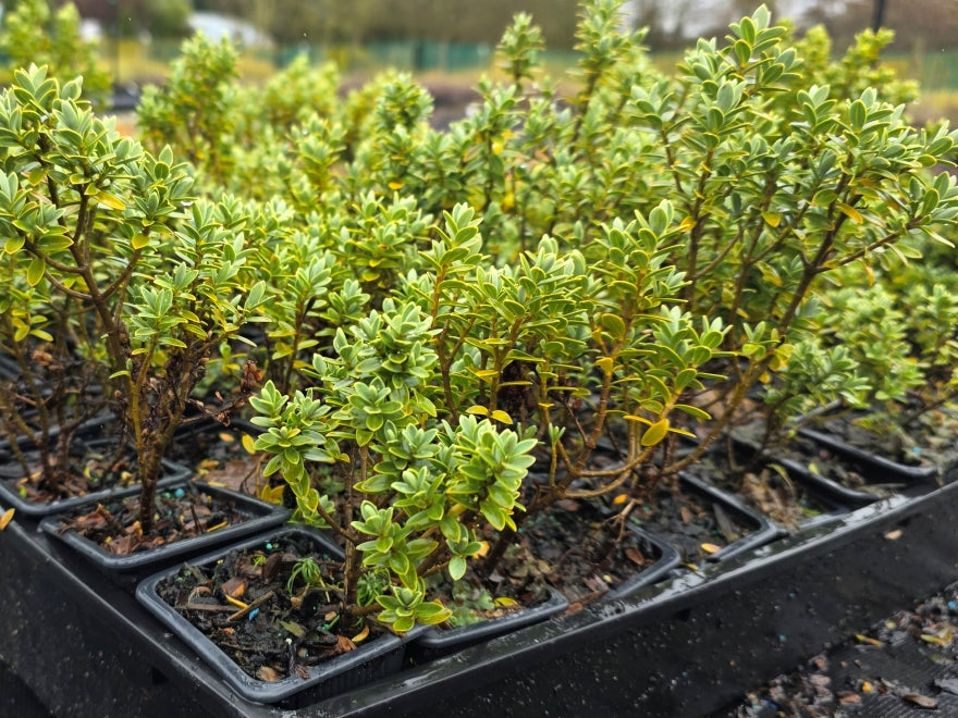 10x Hebe Topiaria - 99c each