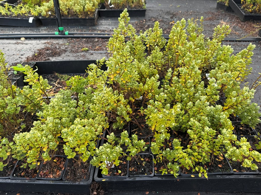 10x Hebe Topiaria - $1.99 each