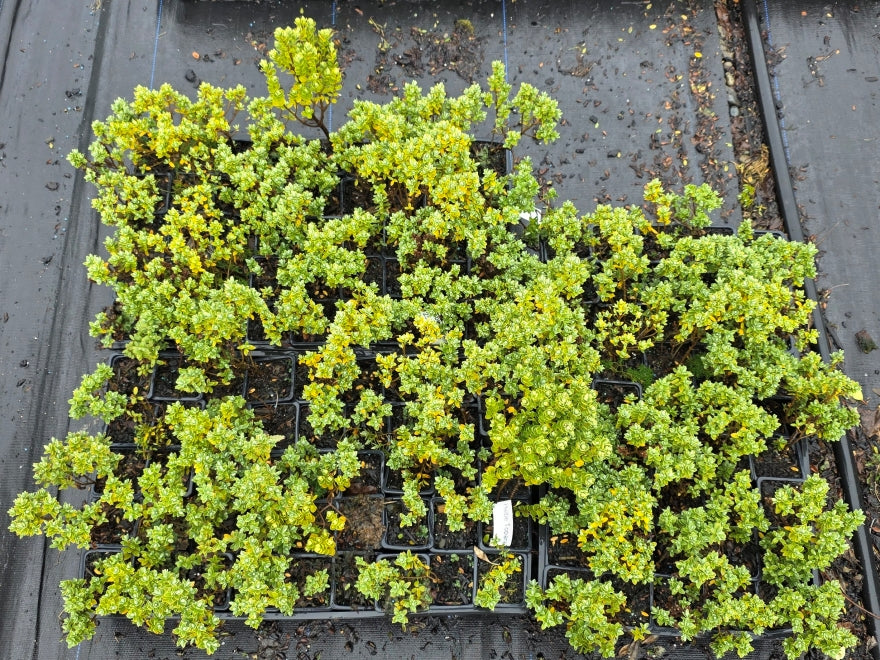 10x Hebe Topiaria - 99c each