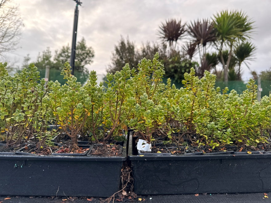 10x Hebe Topiaria - $1.99 each