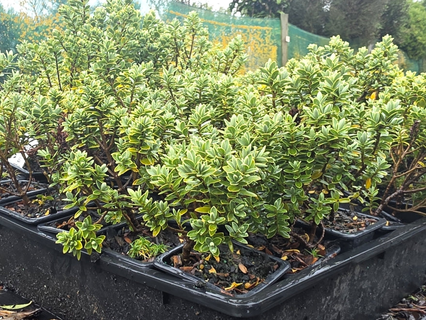 10x Hebe Topiaria - 99c each