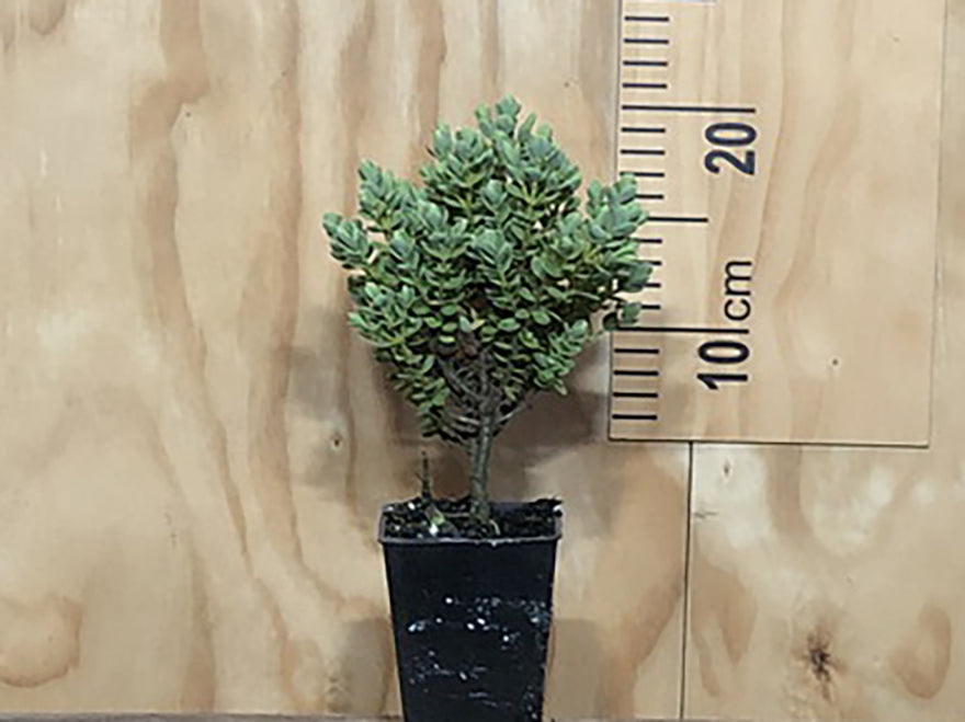 100x Hebe Topiaria - $2.99 each