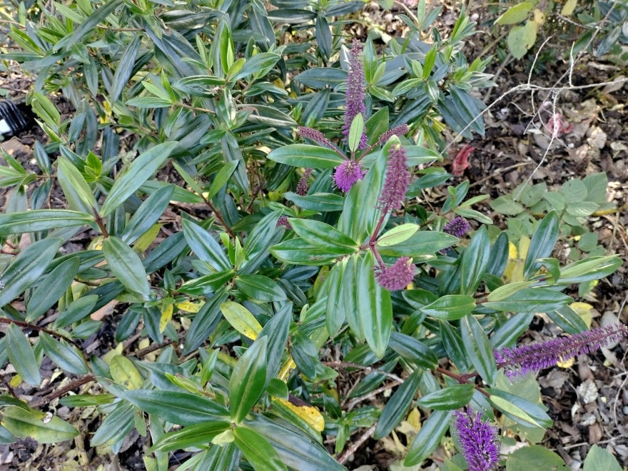 5x Hebe Totara Blue - $5.99 each