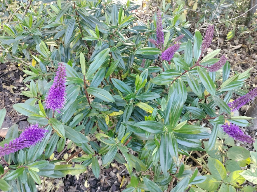 5x Hebe Totara Blue - $5.99 each