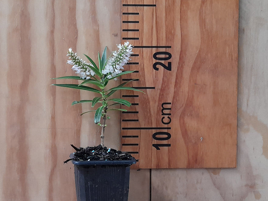 100x Low Growing Native Combo - $3.99 each