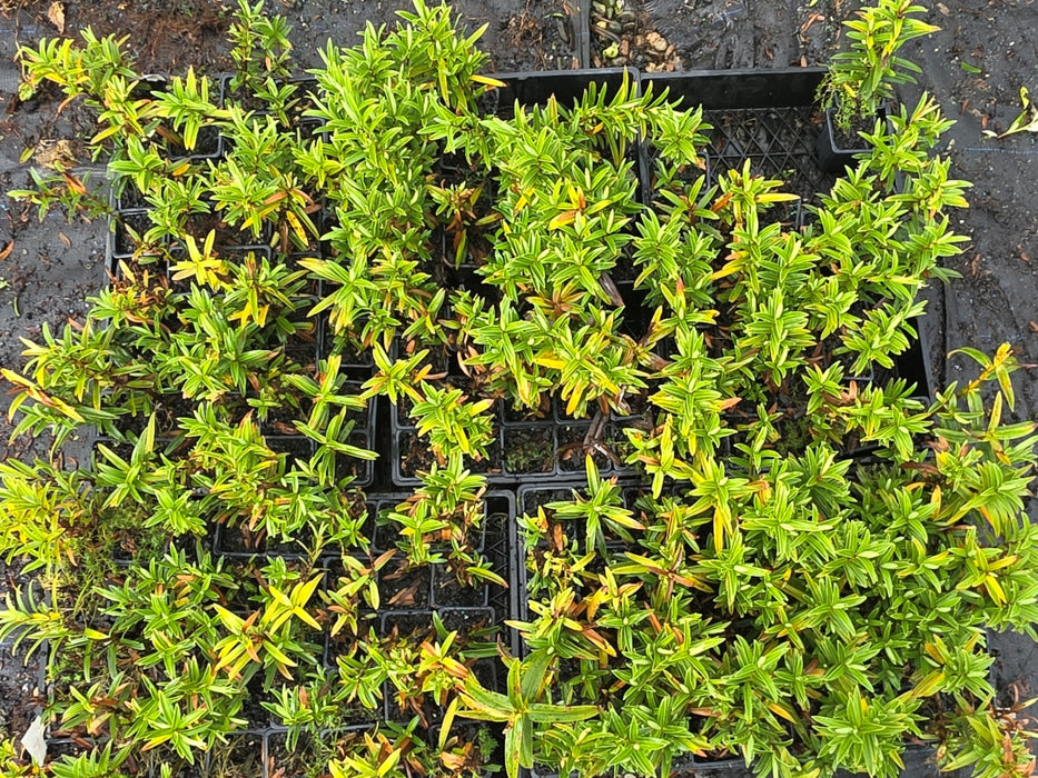 10x Hebe Townsonii - 99c each