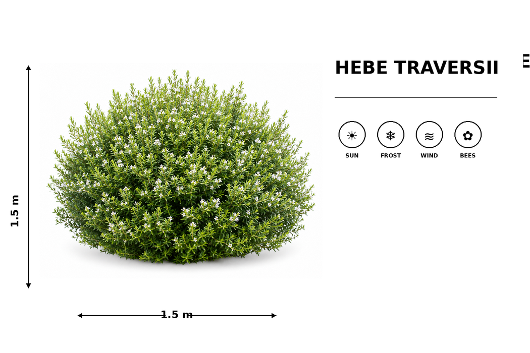 5x Hebe traversii - $5.99 each