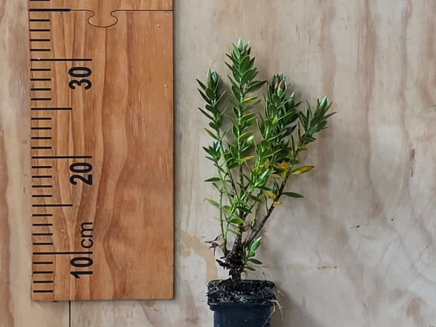 5x Hebe treadwellii - $5.99 each