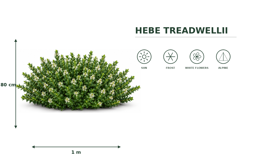 5x Hebe treadwellii - $5.99 each
