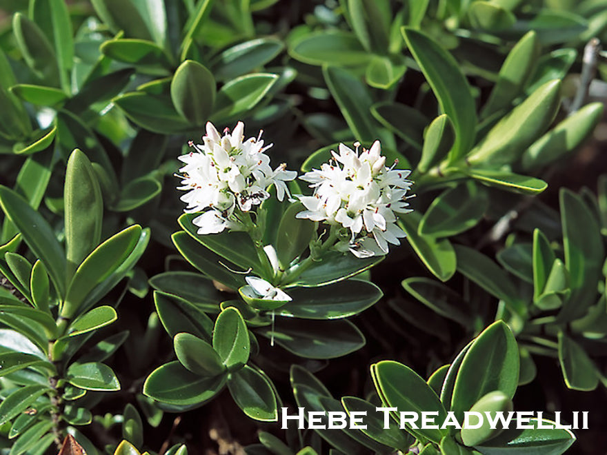 25x Hebe Combo - Favourites - $4.99 each