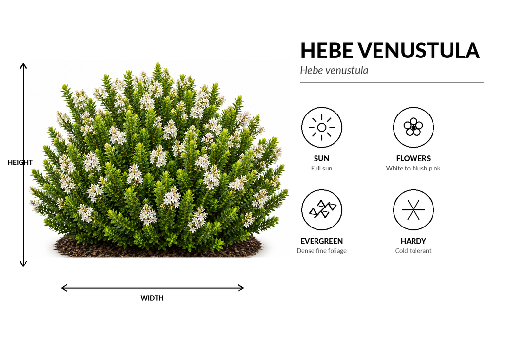 100x Compact Hebe Combo - $1.99 each