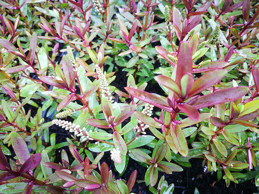 5x Hebe Waikiki- $5.99 each