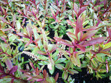 5x Hebe Waikiki- $5.99 each