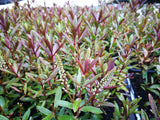 5x Hebe Waikiki- $5.99 each