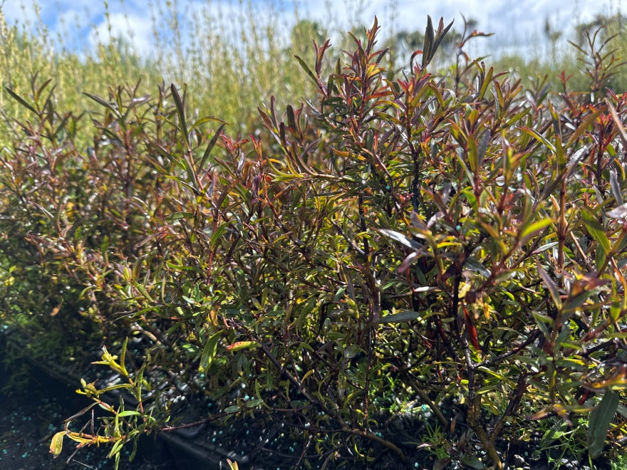 10x Hebe Winsome Girl - $1.99 each