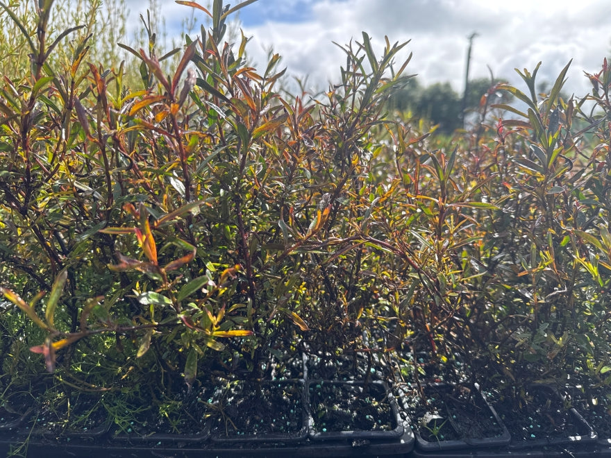 10x Hebe Winsome Girl - $1.99 each