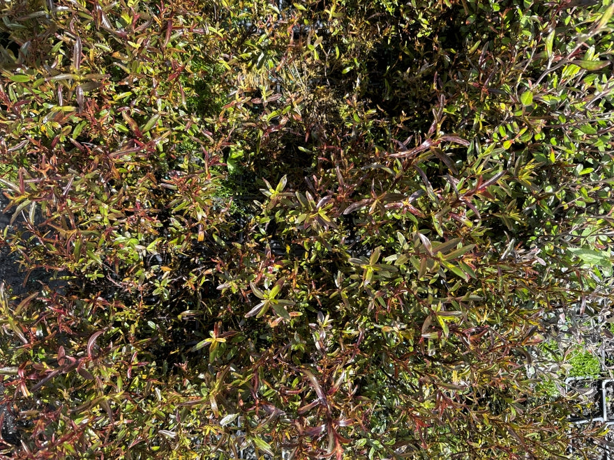 10x Hebe Winsome Girl - $1.99 each