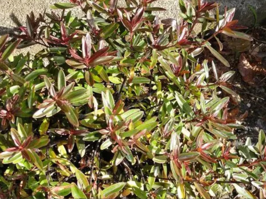 10x Hebe Winsome Girl - $1.99 each