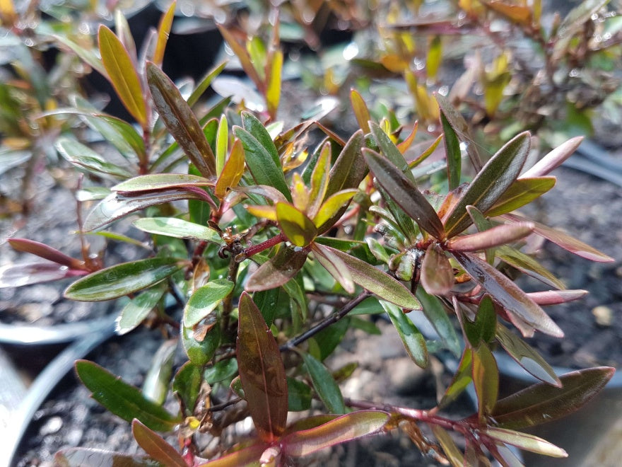 10x Hebe Winsome Girl - $1.99 each