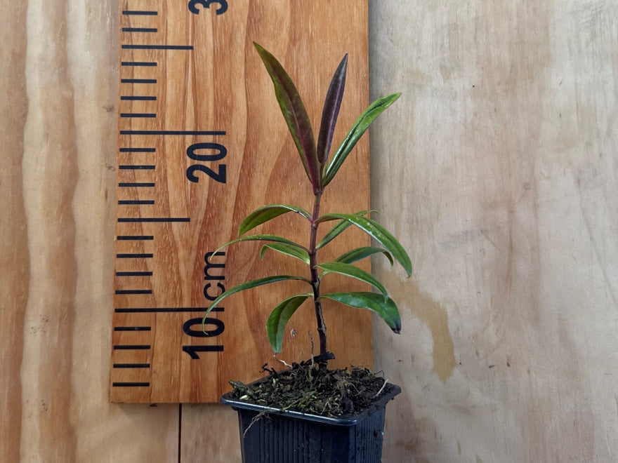 100x Hebe Wiri Blush - $3.99 each