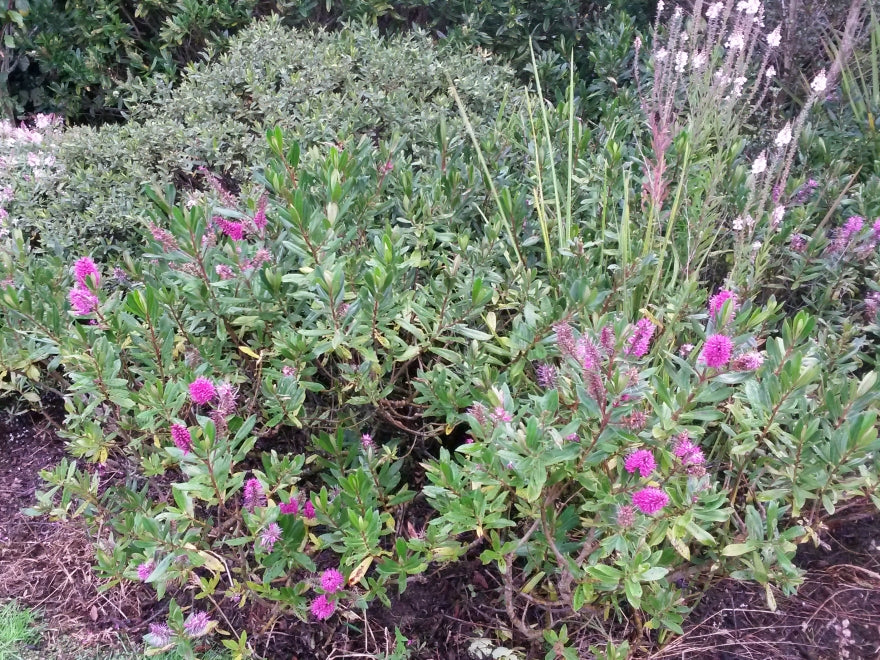 5x Hebe Wiri Charm - $5.99 each