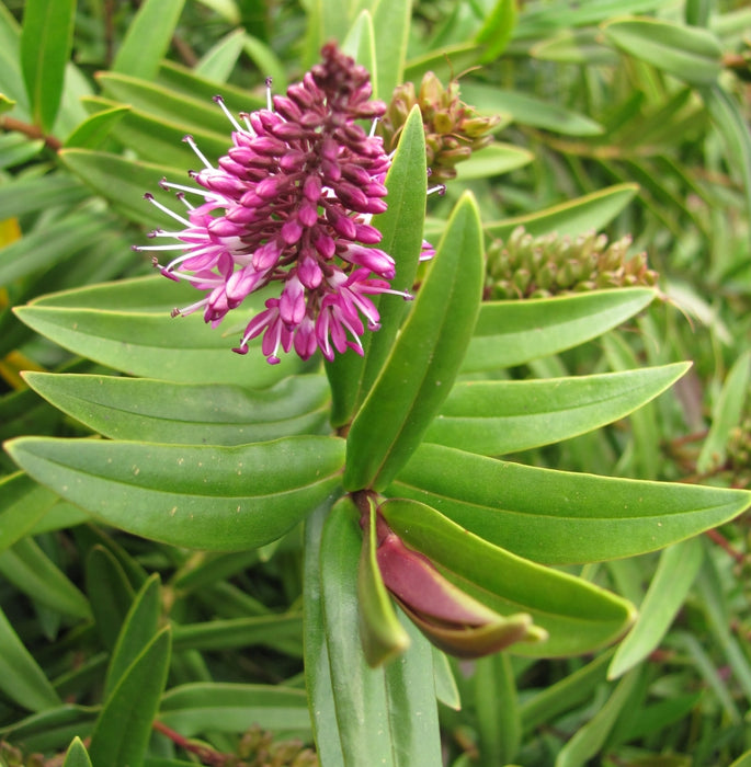 5x Hebe Wiri Charm - $5.99 each