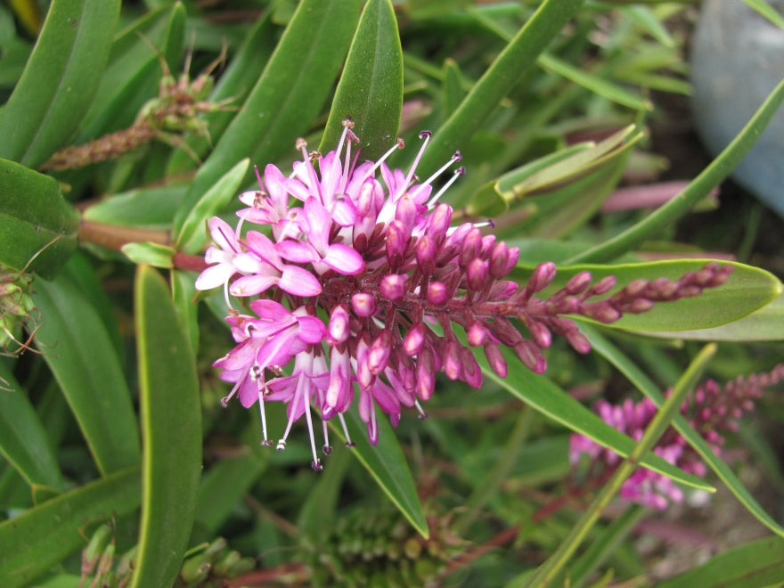 5x Hebe Wiri Charm - $5.99 each