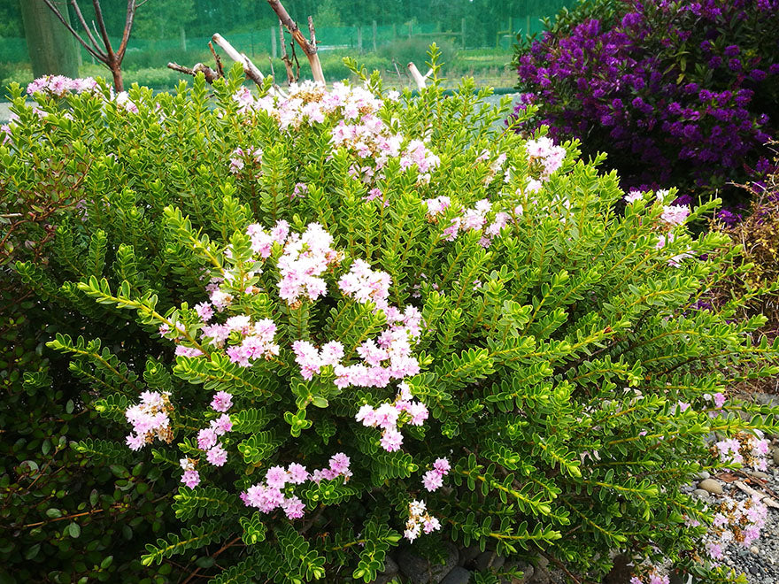 5x Hebe Wiri Cloud - $5.99 each