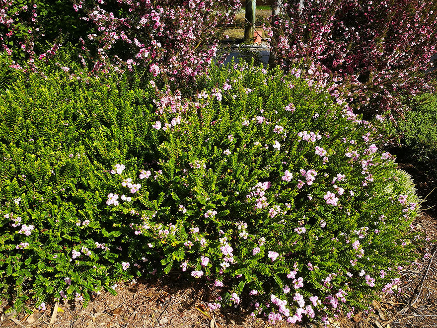 25x Hebe Wiri Cloud - $4.99 each