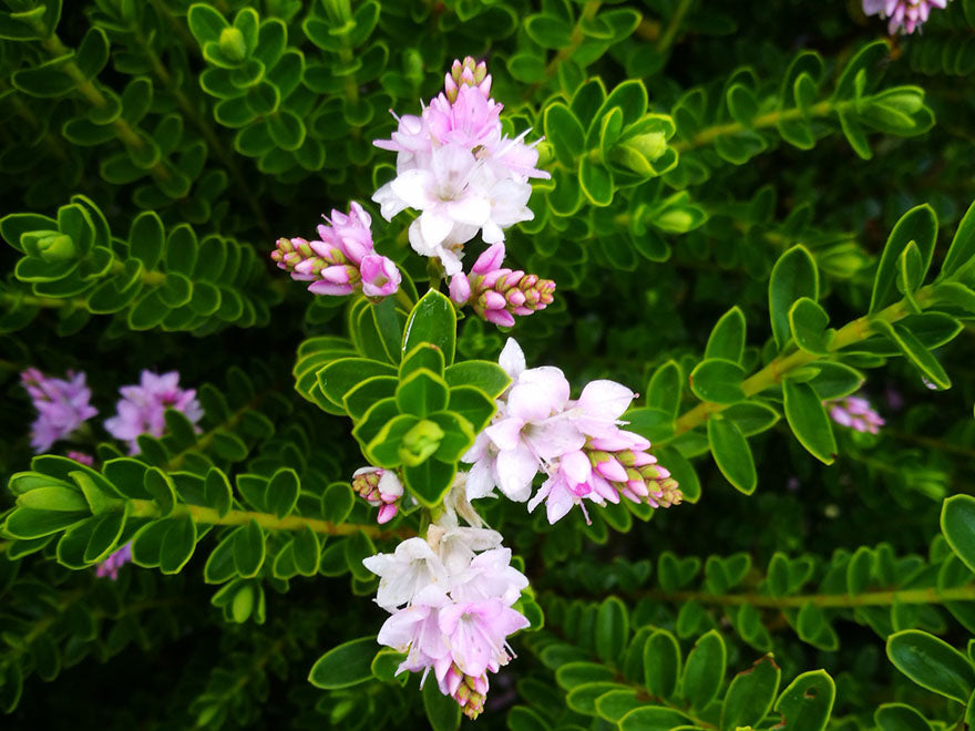 25x Hebe Wiri Cloud - $4.99 each