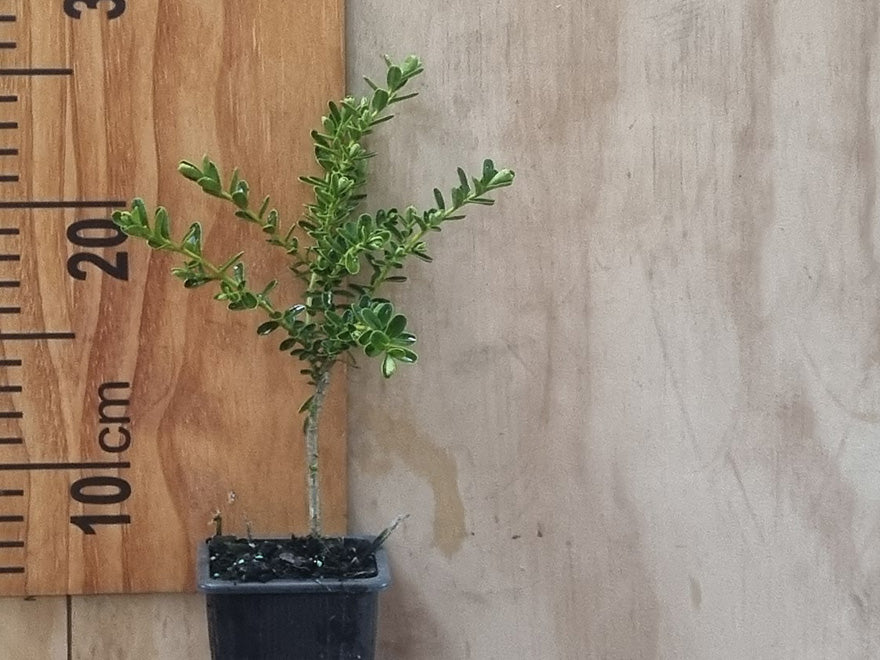 25x Hebe Wiri Cloud - $4.99 each